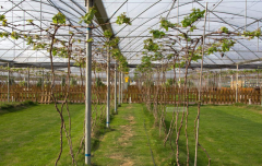 葡萄大棚