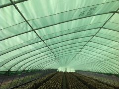 食用菌大棚