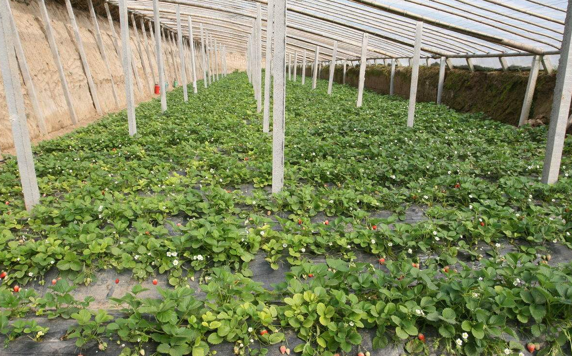 草莓大棚