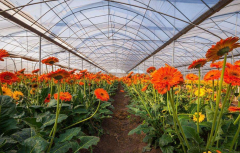 花卉大棚