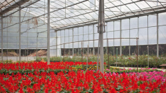 花卉大棚